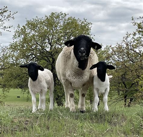 Photos, descriptions, and prices are listed below. . Dorper sheep for sale in virginia